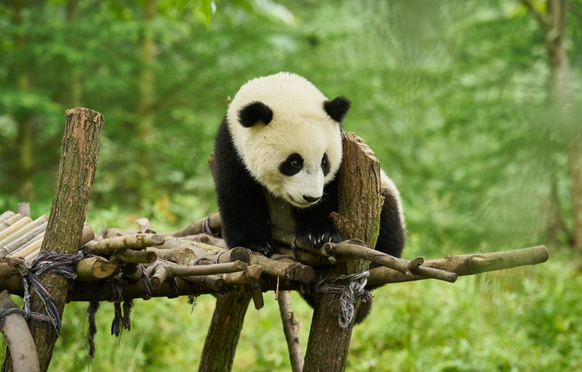 Panda a já