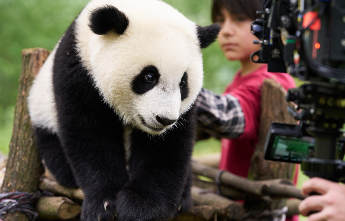 Panda a já