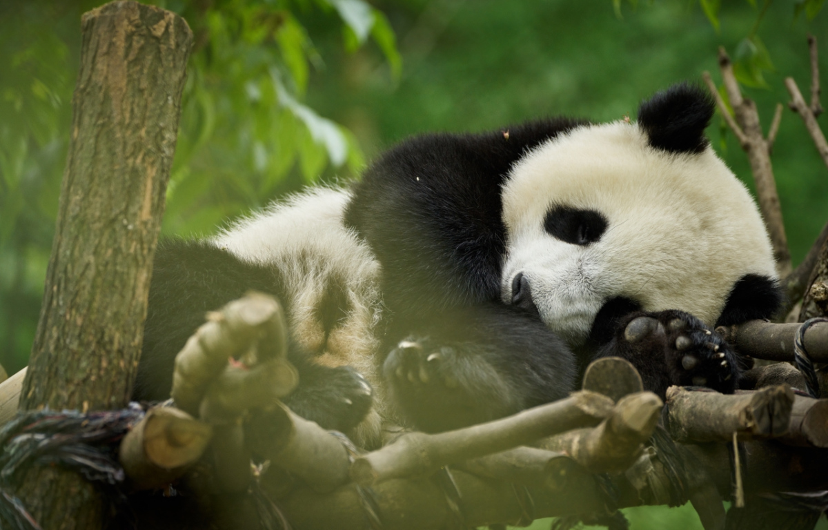 Panda a já