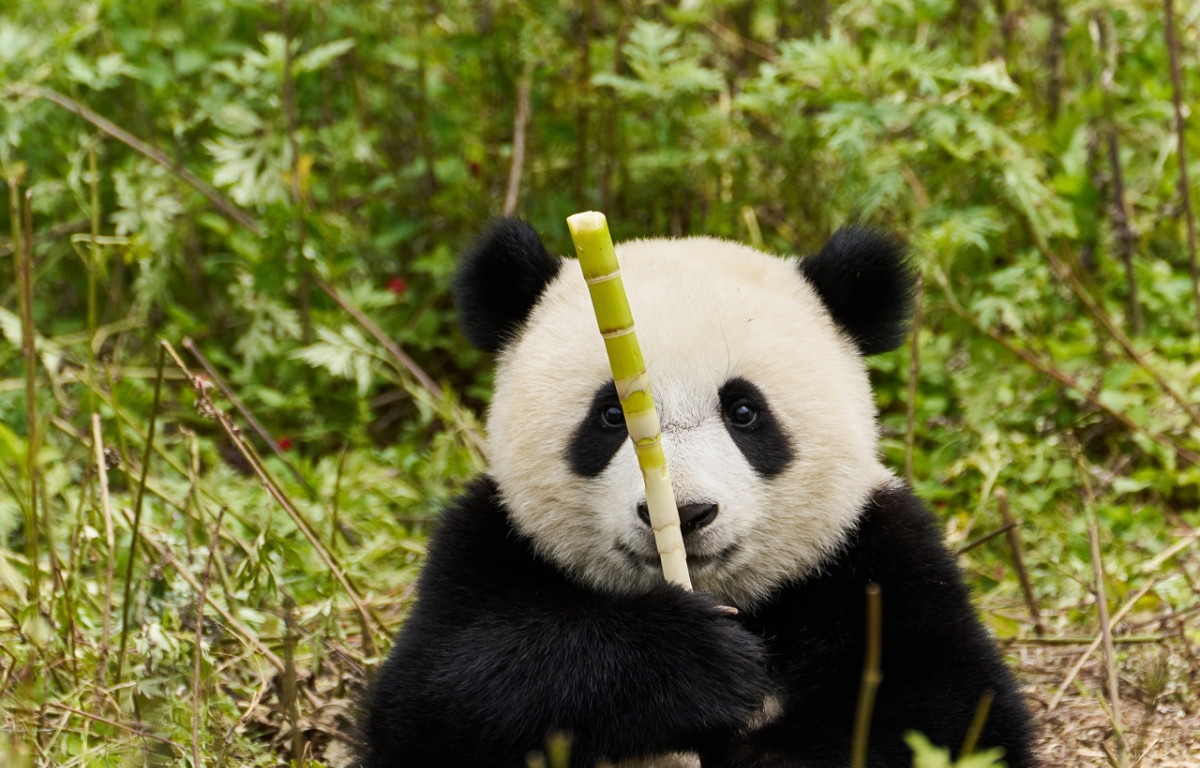 Panda a já