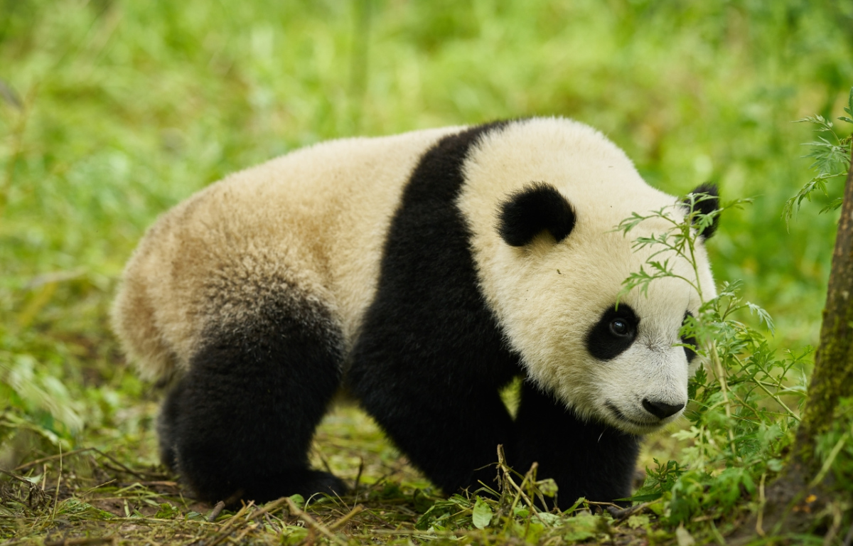 Panda a já