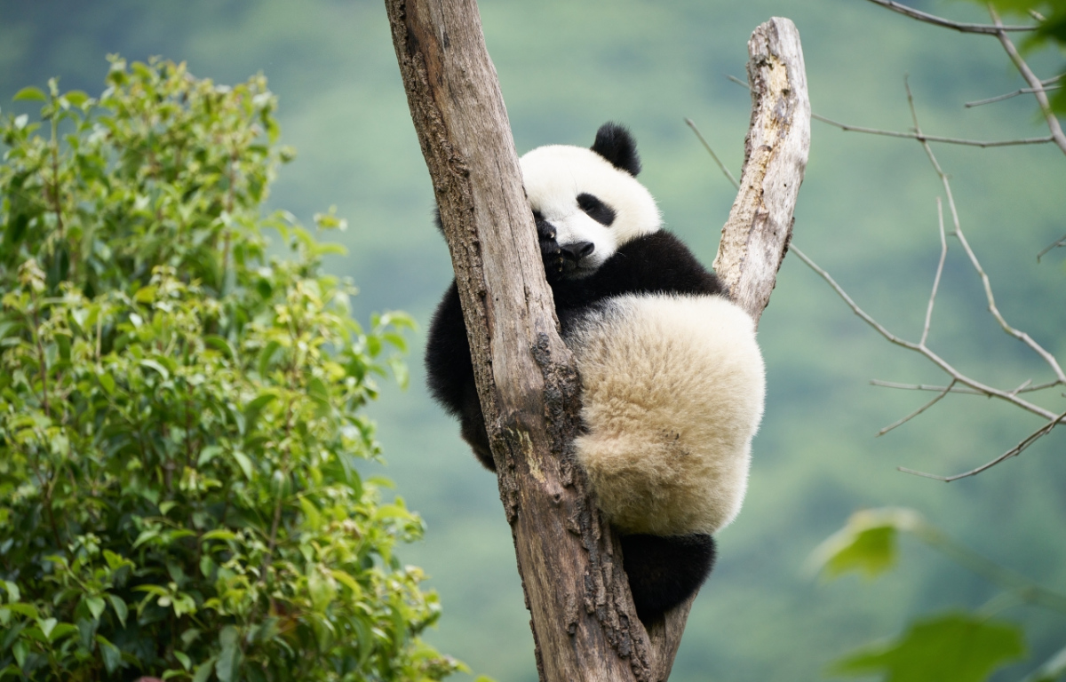 Panda a já
