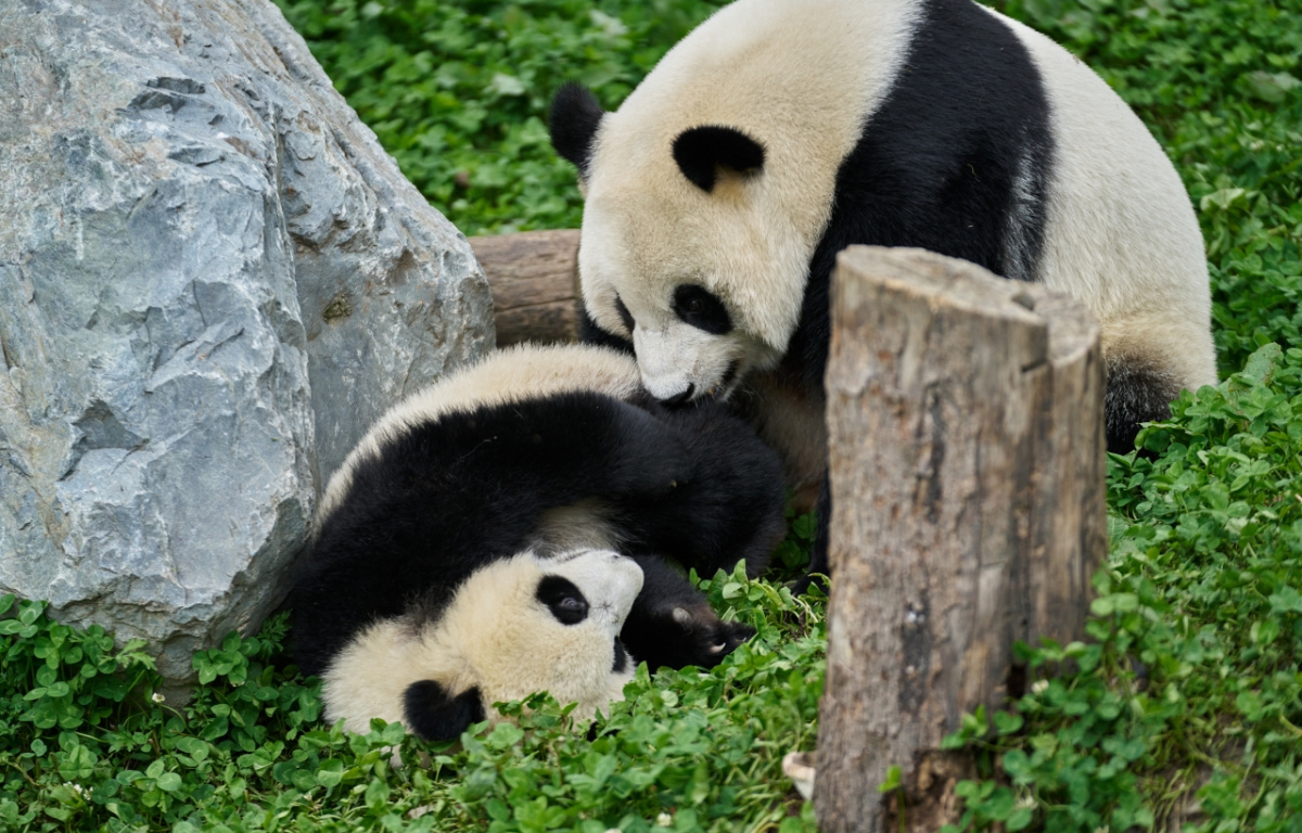 Panda a já