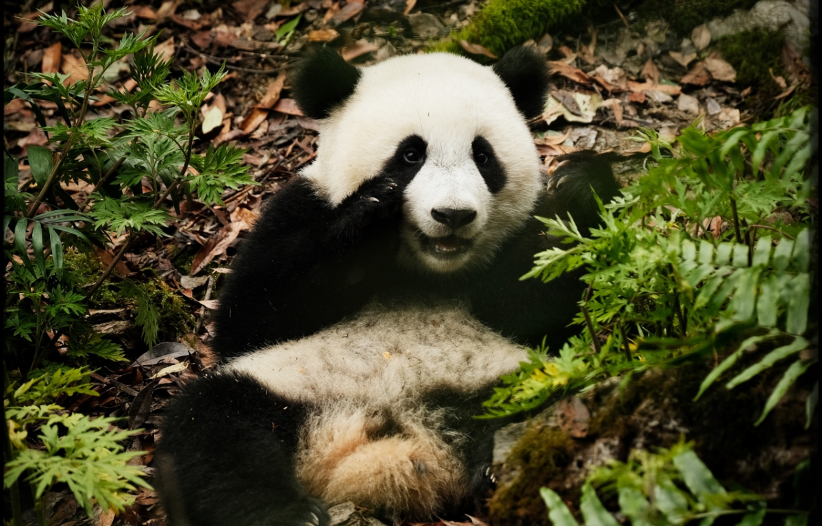 Panda a já