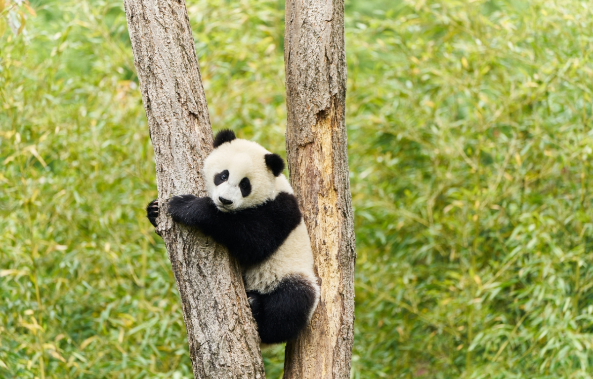 Panda a já