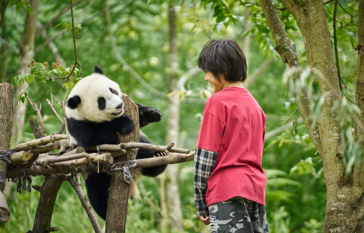 Panda a já