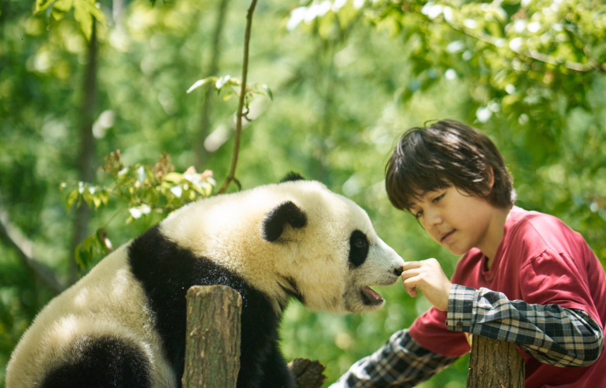 Panda a já