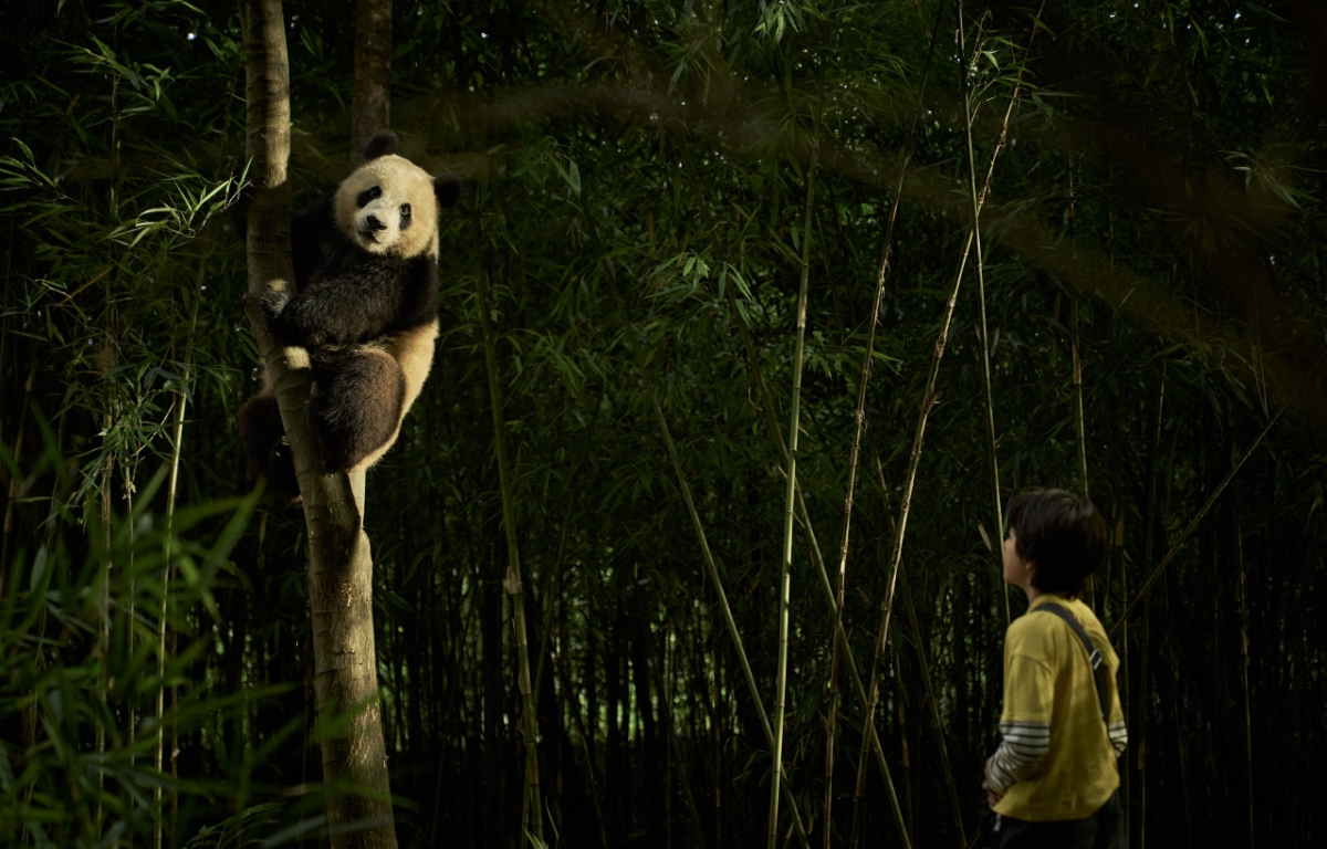 Panda a já