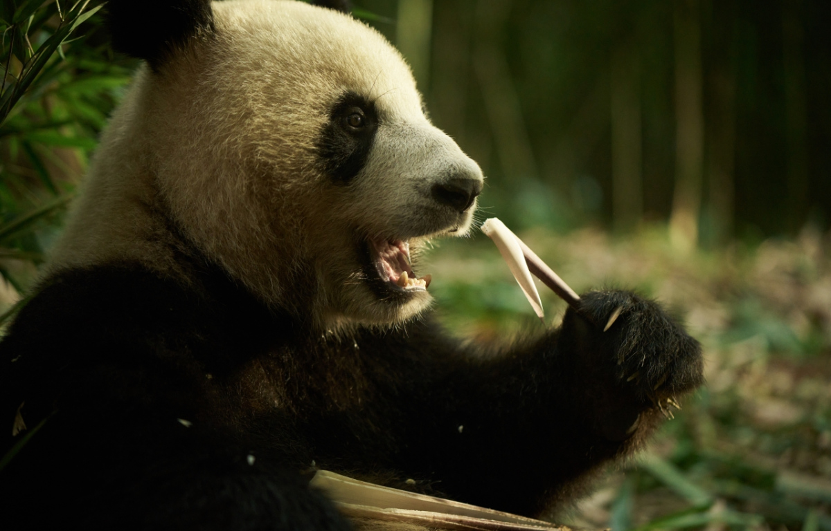 Panda a já