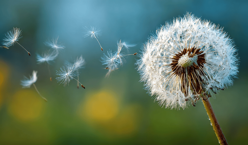 DOPROVÁZENÍ UMÍRAJÍCÍCH