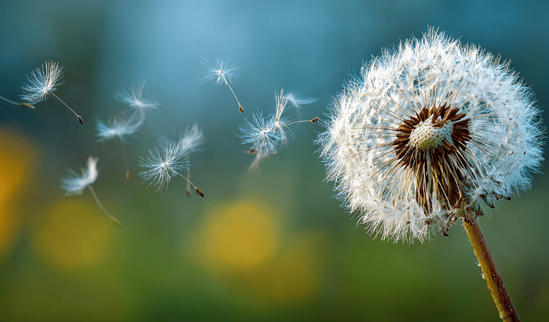 DOPROVÁZENÍ UMÍRAJÍCÍCH